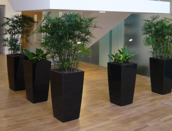 Interior reception plants