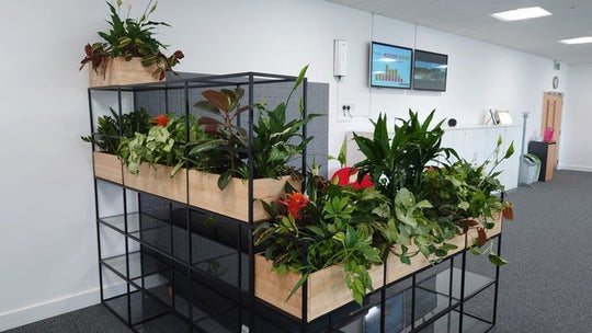 Interior office plant display