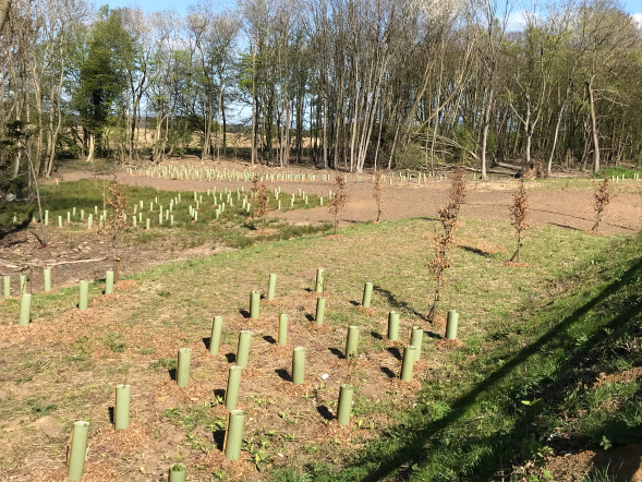 Tree and hedge planting 