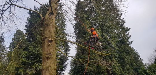 Tree pruning