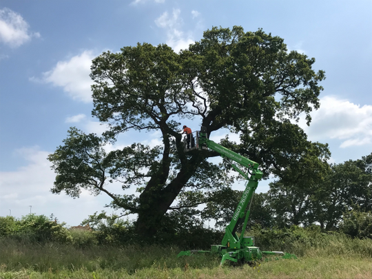 Tree surveys